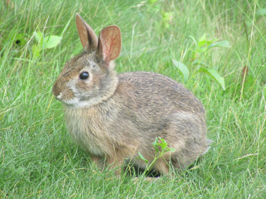 <p><em>Sylvilagus floridanus</em></p>