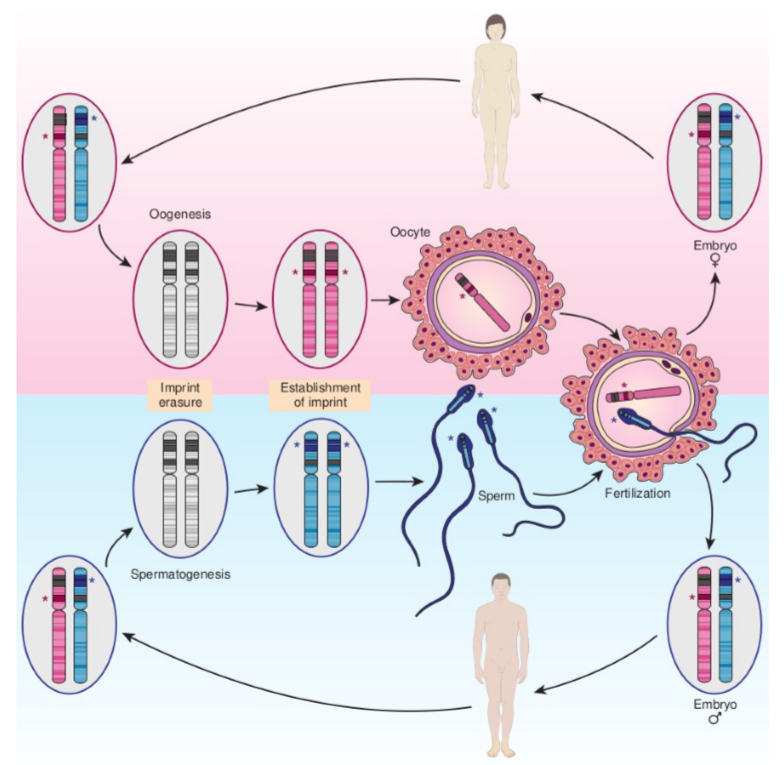 <ul><li><p><span>Within a hypothetical imprinted region on an pair of homologous autosomes, paternally imprinted genes are indicated in blue, whereas a maternally imprinted gene is indicated in red. After fertilization, both male and female</span><br><span>embryos have one copy of the chromosome carrying a paternal imprint and one copy carrying a maternal imprint.</span></p></li><li><p><span>During oogenesis (top) and spermatogenesis (bottom), the imprints are erased by removal of epigenetic marks, and new imprints determined by the sex of the individual are established within the imprinted region. </span></p></li><li><p><span>Gametes thus carry a monoallelic imprint appropriate to the parent of origin, whereas somatic cells in both sexes carry one chromosome of each imprinted type</span></p></li></ul><p></p>