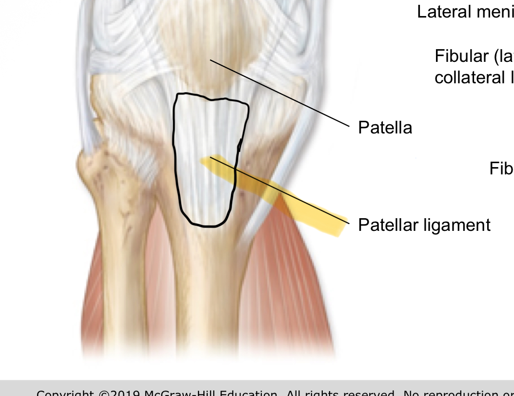 <p>patellar ligament</p>