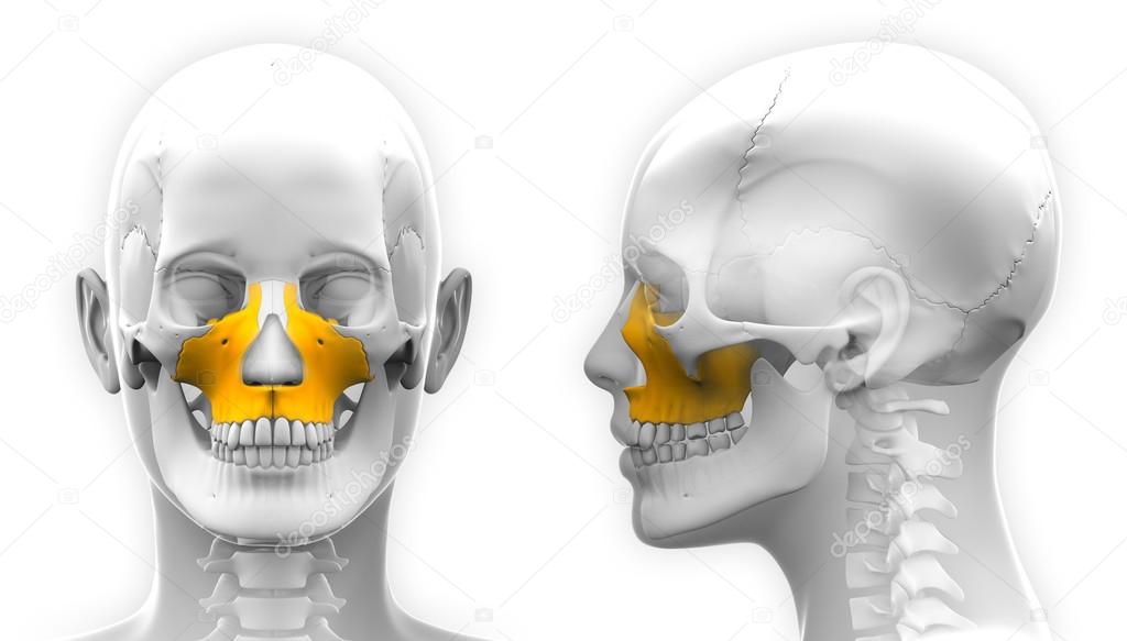 forms upper jaw