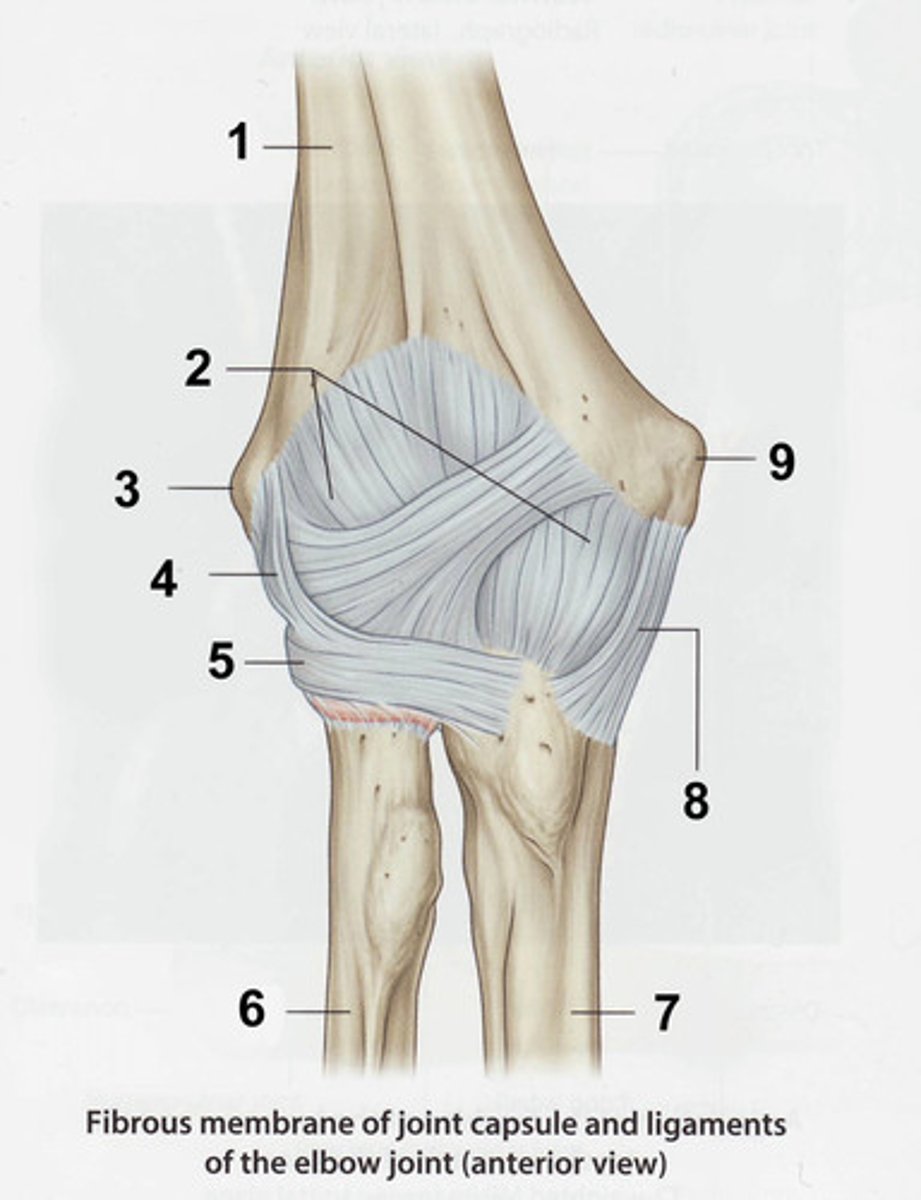 <p>Name the structure labeled with a number 4</p>