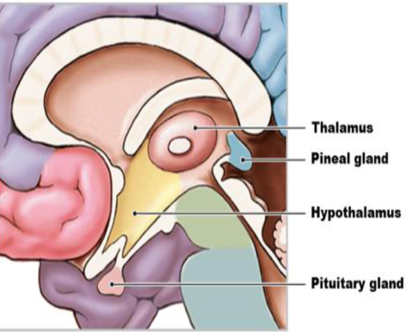 <ul><li><p>Movement regulation. </p></li></ul><p></p>