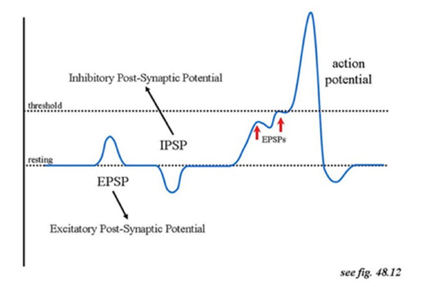 <p>A signal that makes the next neuron less likely to fire (caused by negative ions entering).</p>