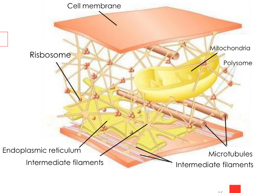 <p>-Form a complex network of tubules</p><p>• Other filaments use this network of microtubules to localize and perform their functions</p>