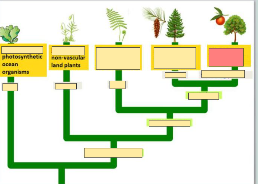 <p>flowers and fruit</p>