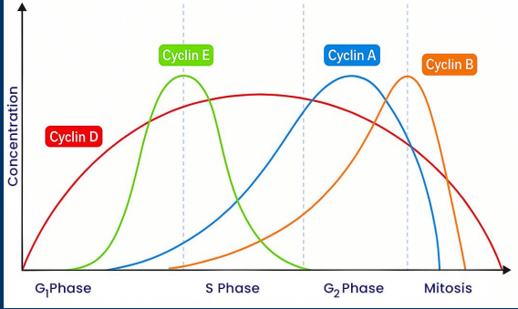 <p>• Each of the four <strong>cyclin</strong> proteins displays a characteristic pattern of expression throughout the cell cycle </p><p>• <strong>Cyclin D</strong>: Gradual up and downregulation through cell cycle </p><p>•<strong> Cyclin E</strong>: Peaked expression during G1 /S transition </p><p>• <strong>Cyclin A</strong>: Peaked expression in G2 phase </p><p>• <strong>Cyclin B</strong>: Peaked expression at G2 /M transition</p><p></p><p>*Be able to label a figure with each of the cyclins</p>