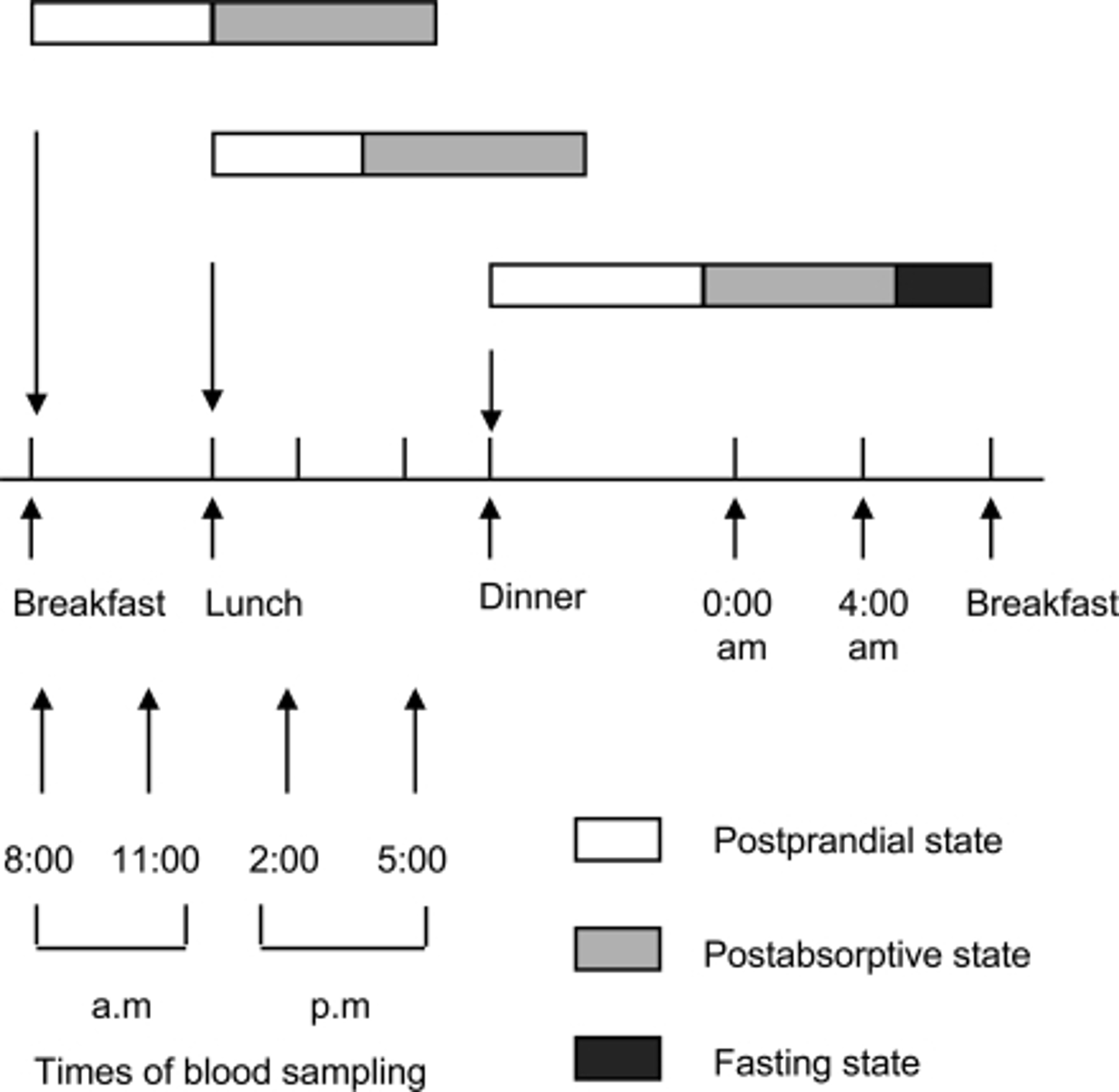 <p>(B) 3-5 hours</p><p>The Postprandial State lasts for 3-5 hours after eating a meal.</p>