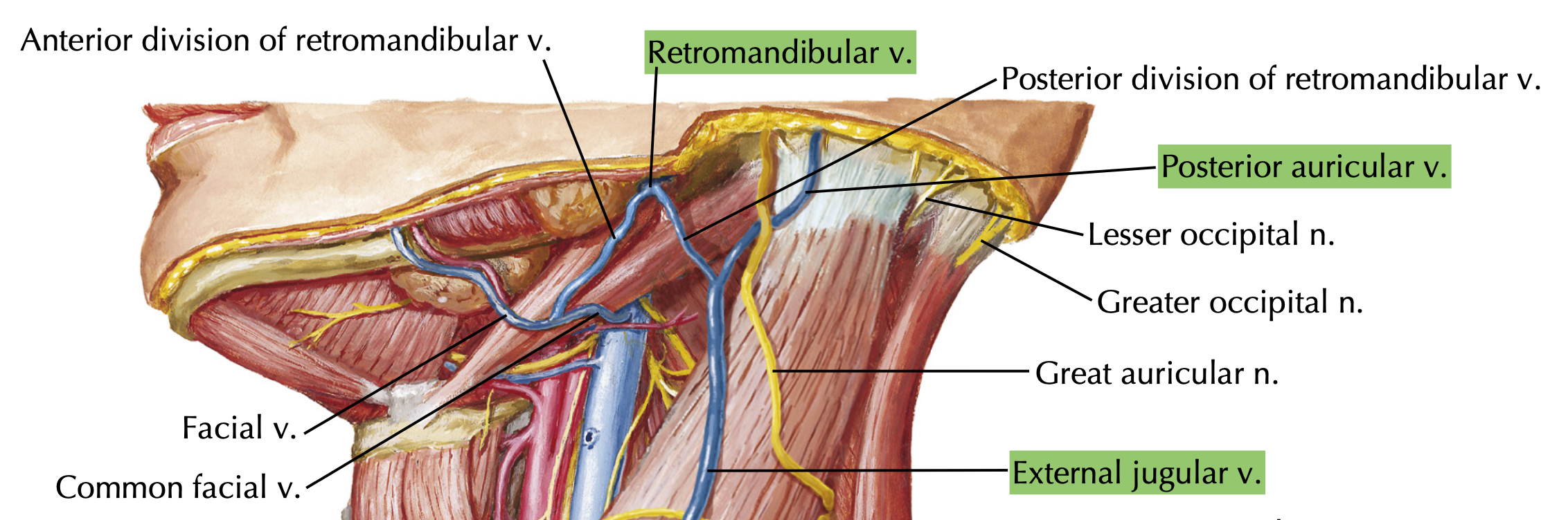<ol><li><p>Posterior auricular </p></li><li><p>Retromandibular </p></li></ol><p></p>