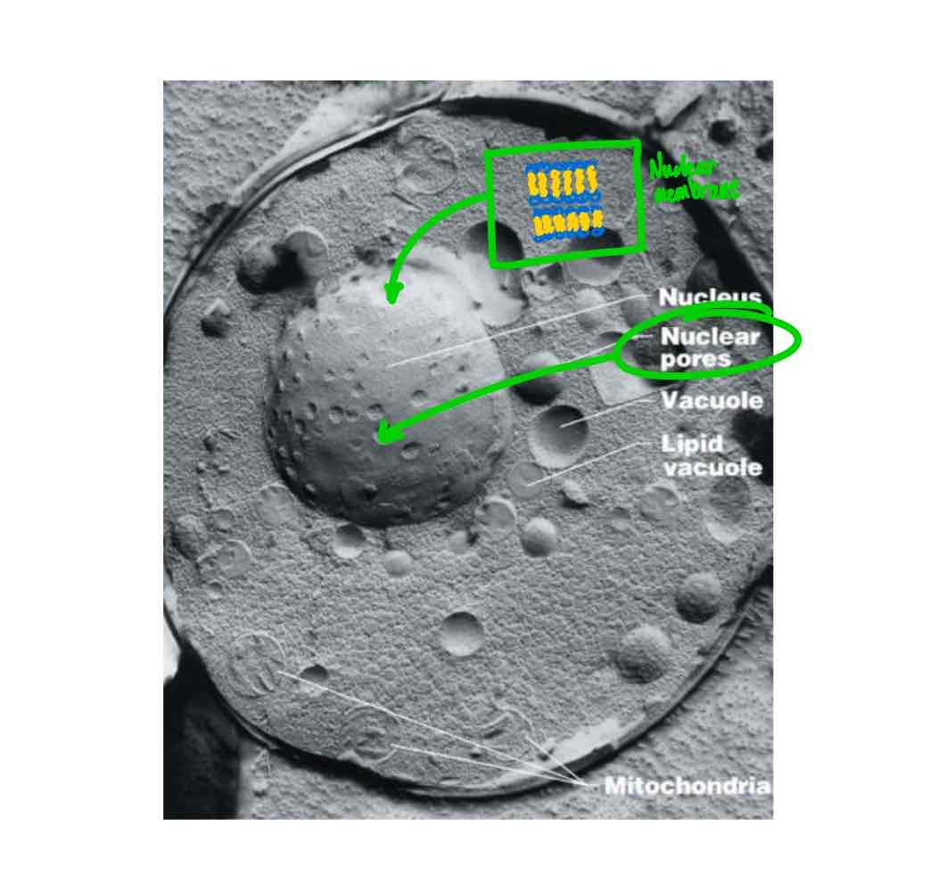 <p>The nucleus is bound by the nuclear envelope, which is a double membrane, meaning that it has two lipid bilayers, spanned by a complex of pores which acts as channels for the transport of molecules into and out of the nucleus.</p>