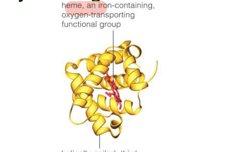 <p>Helically coiled, third structural level of one globin molecule <span style="">has</span> primarily <mark data-color="#e87676" style="background-color: rgb(232, 118, 118); color: inherit;">alpha helices</mark> (NO beta pleats)</p>