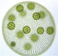 <p>Cells that can live on their own or together.</p>