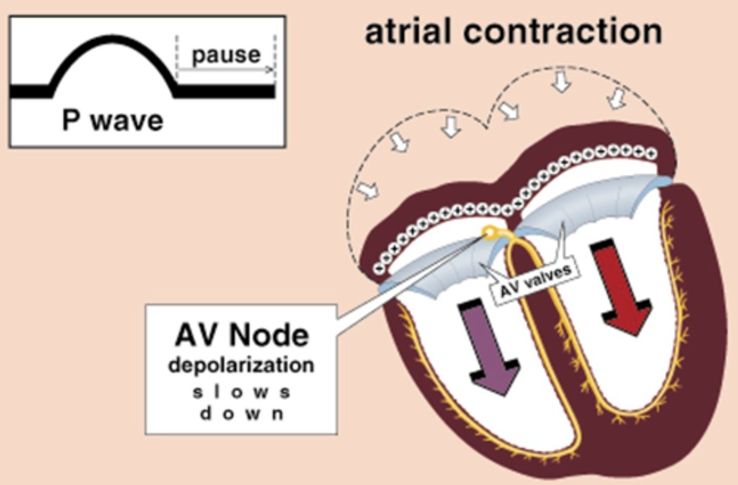 <p>When wave of atrial depolarization enters the AV node, depolarization slows, producing a pause on EKG known as the PR interval. </p><p>This allows time for blood to enter ventricles.</p>