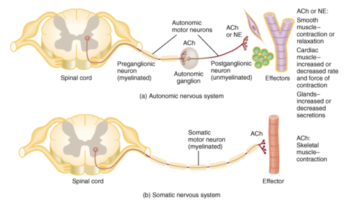 somatic = one long neuron from spinal cord to muscle 

autonomic = are broken by a synapse at a ganglion