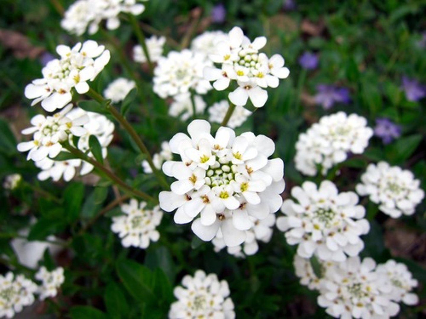 <p>Candytuft</p>