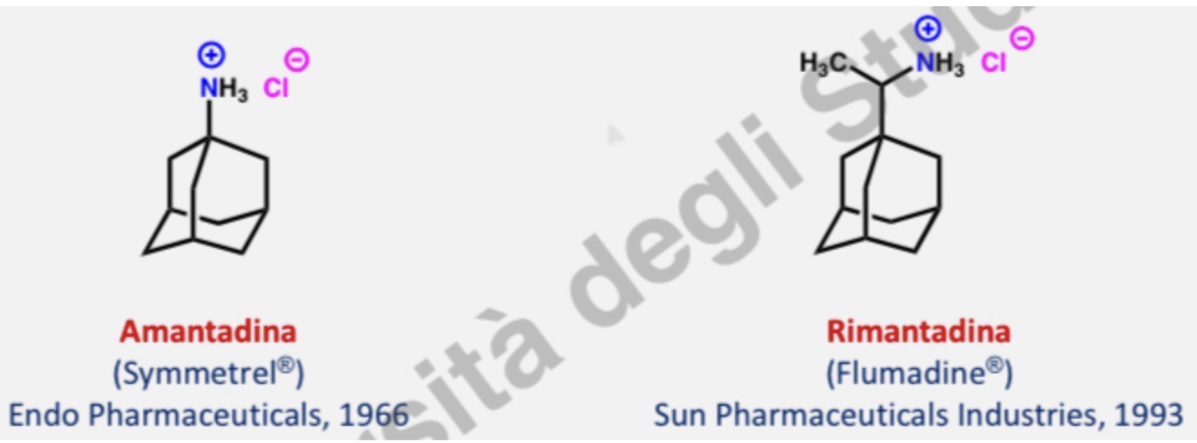<p>BLOCCANTI DEL CANALE IONICO M2: in generale impediscono l’ingresso di protoni impedendo l’abbassamento di pH, l’effetto varia in base alla concentrazione del farmaco:</p><ul><li><p>basse concentrazioni—> inibizione della spoliazione</p></li><li><p>Alte concentrazioni—>inibizione della fusione</p></li></ul><p><em>Meccanismo in dettaglio sulle sbobine</em></p>