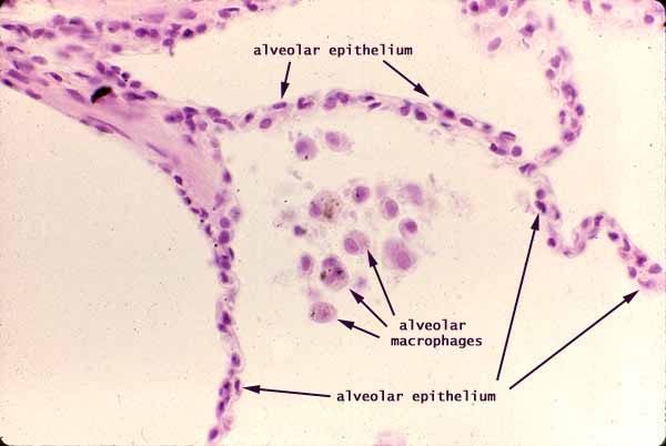 <p>Single layer of flattened cells with disc-shaped central nuclei</p><p class="p1">-Allows passage of materials by diffusion and filtration in sites where protection is not important e.g lining of the heart</p><p class="p1">-Air sacs of the lungs, lungs of the heart, blood vessel and lymphatic vessels</p>