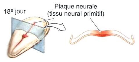<p>→ apparition du tissu neural primitif <br>→ plaque neurale</p>
