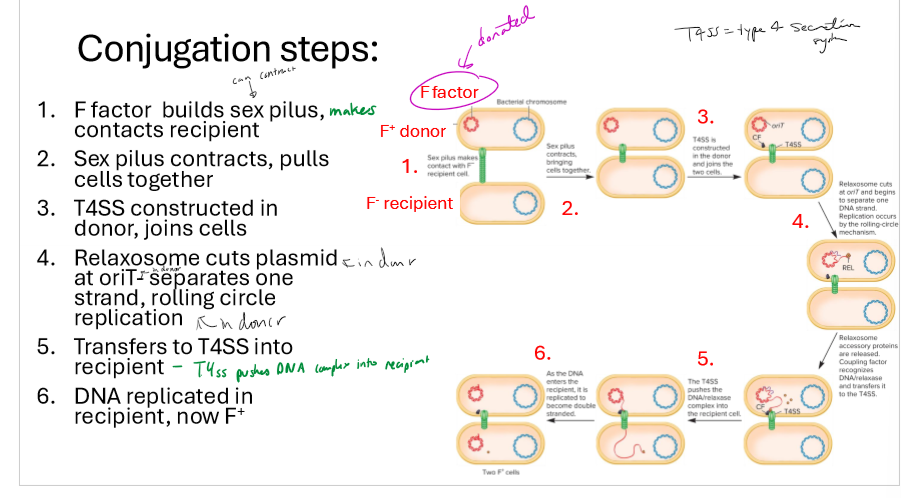 <p>Describe the steps of conjugation</p>
