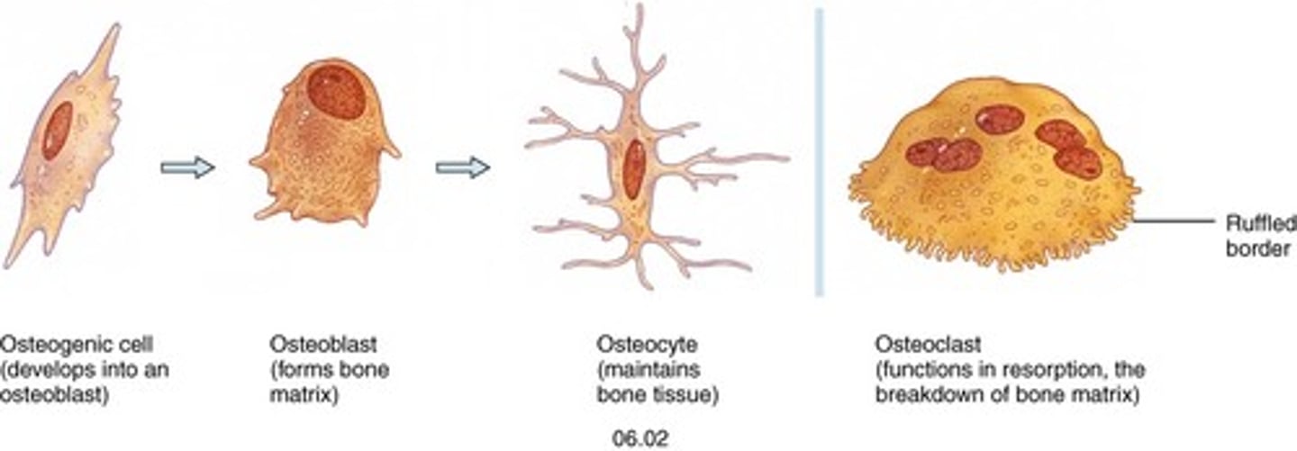 <p>Osteogenic cells</p><p>Osteoblasts</p><p>Osteocytes</p><p>Osteoclasts</p>