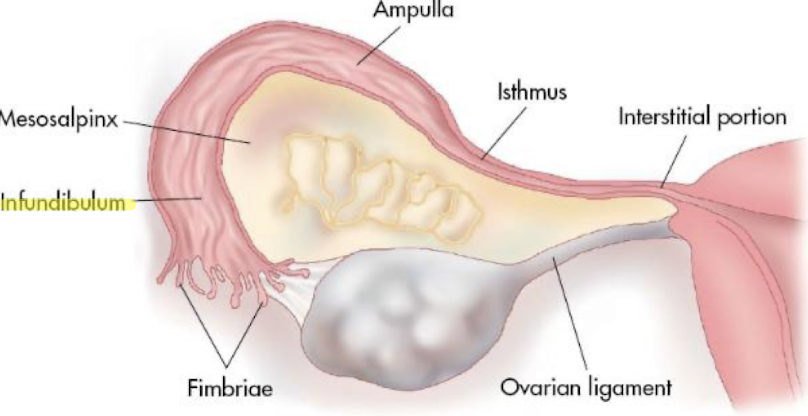<ul><li><p><strong>widest </strong>portion of tube</p></li><li><p>contains <strong>fimbriae</strong>—<strong>fingerlike projections</strong> at end of tube that <strong>empties into peritoneal cavity</strong></p></li></ul><p></p>