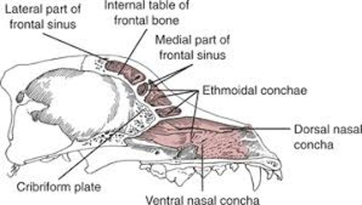 <p>- Frontal sinus</p><p>- Maxillary sinus</p><p>- Ethmoidal sinus</p><p>- Sphenoidal sinus</p>