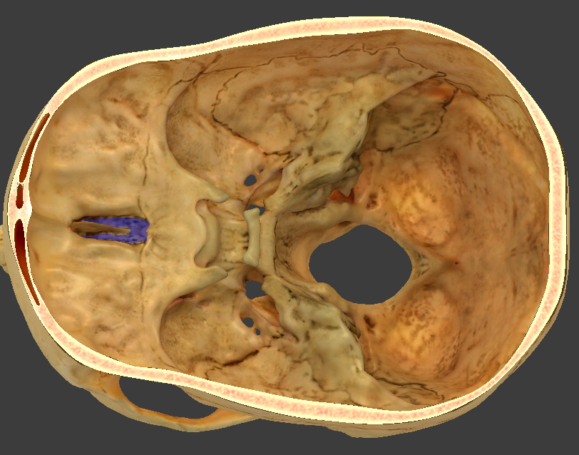 <p>What is the highlighted structure?</p>