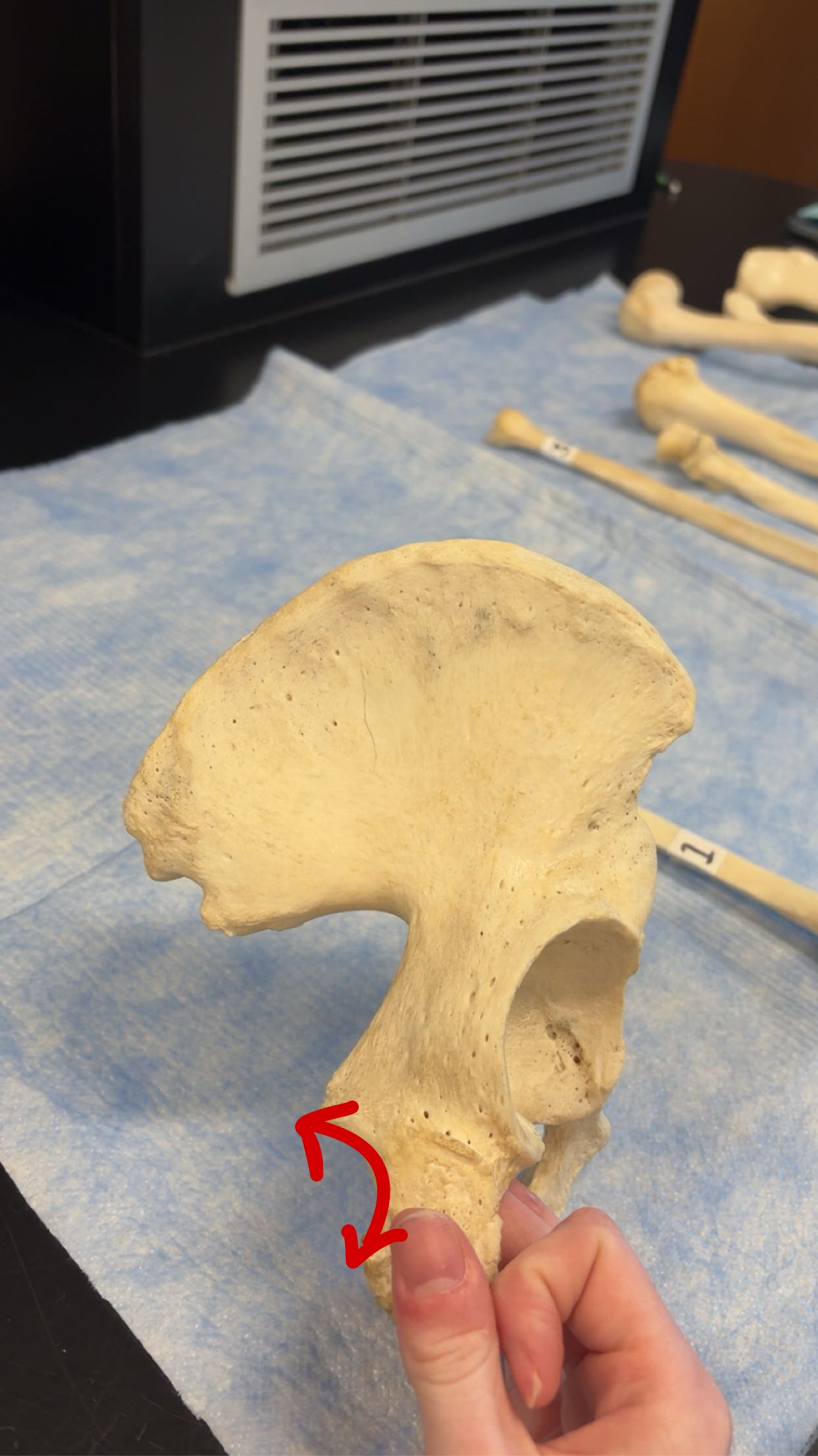 <p>Name this structure</p>