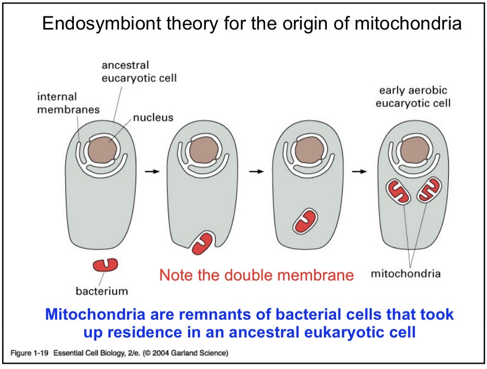 <p>Mitochondria are ancestral bacteria that got engulfed by an ancient eukaryotic cell. Developed a symbiotic relationship.</p>