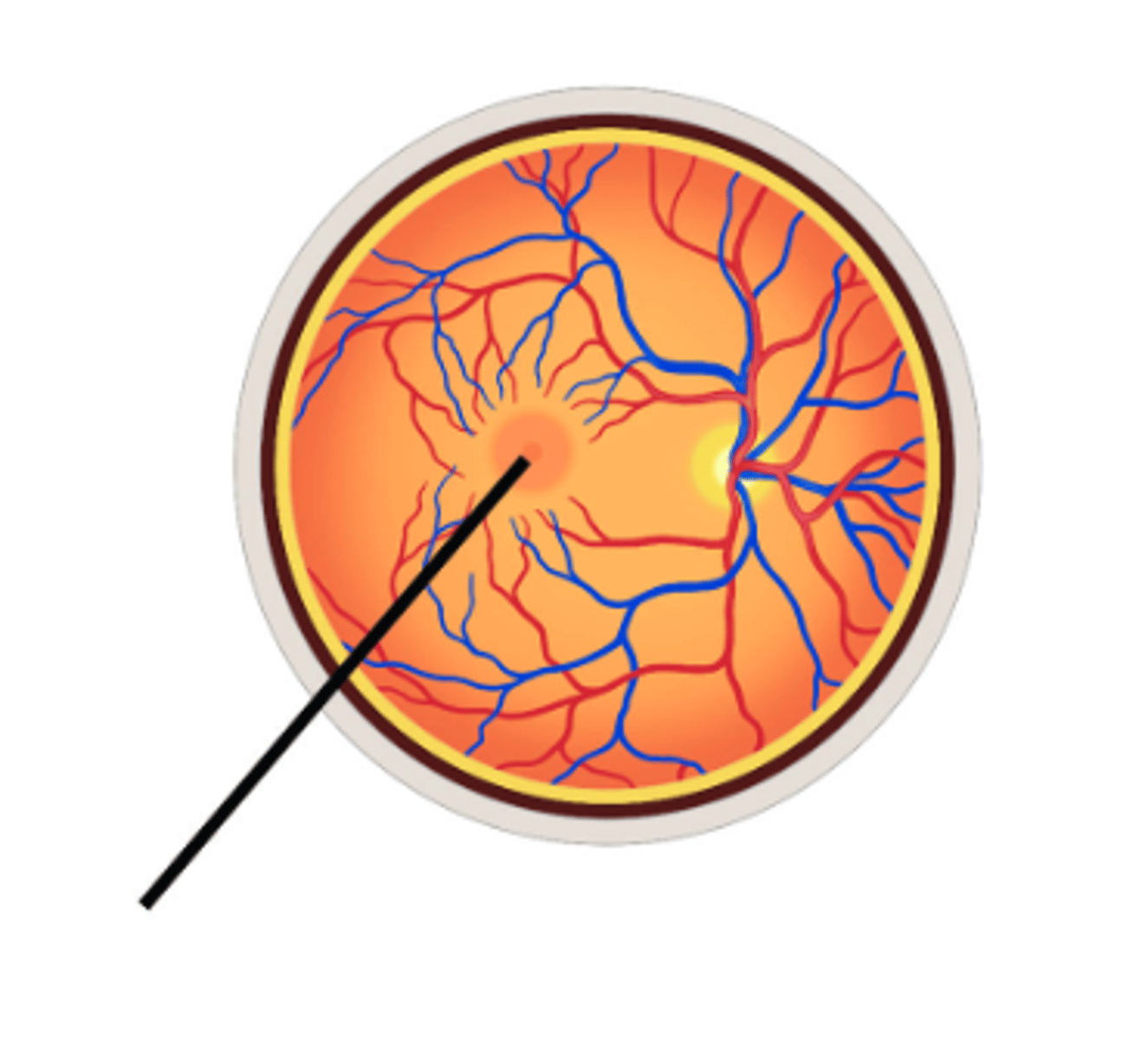 <p>Identify structure.</p>