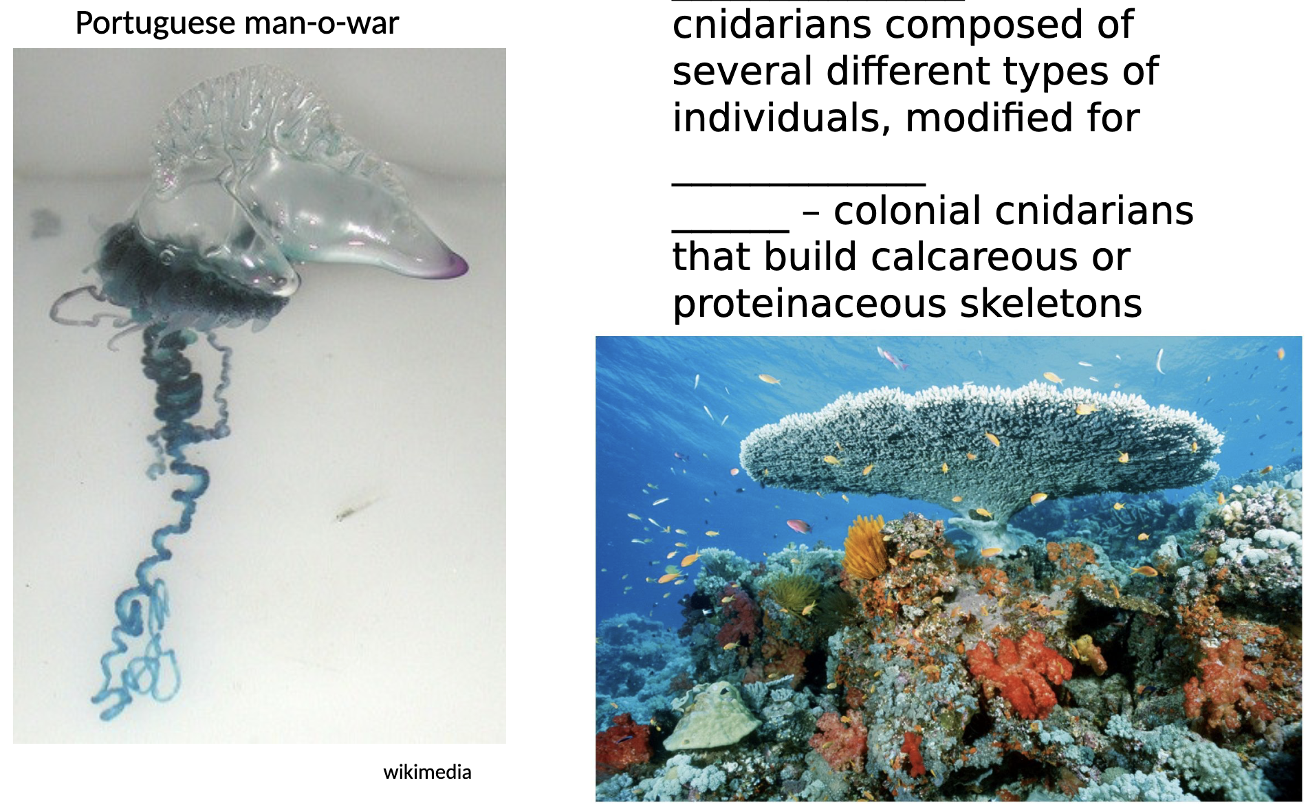 <ul><li><p>Species within the phylum cnidaria that live in colonies, where individual organisms (polyps) are physically connected and function together as a single entity</p></li></ul><p>1) Siphonophores</p><ul><li><p>Colonial cnidarians composed of several different types of individuals, modified for different functions</p></li></ul><p>2) Corals</p><ul><li><p>Colonial cnidarians that build calcareous or proteinaceous skeletons</p></li></ul><p></p>