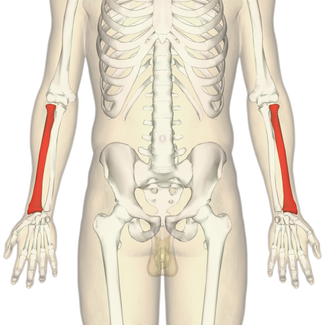 <p>What bone is this?</p>