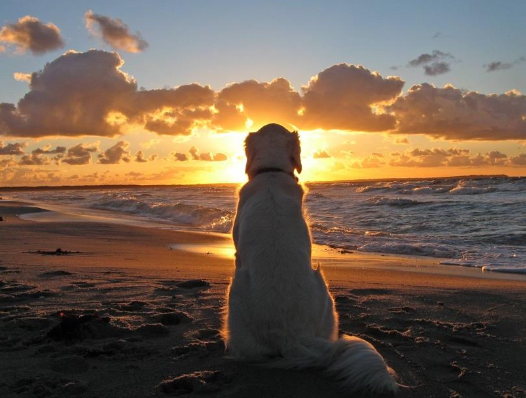 <p>good for initial tumor control with&nbsp;<strong>melphalan and prednisone</strong></p><p></p><p>long term prognosis is poor</p>