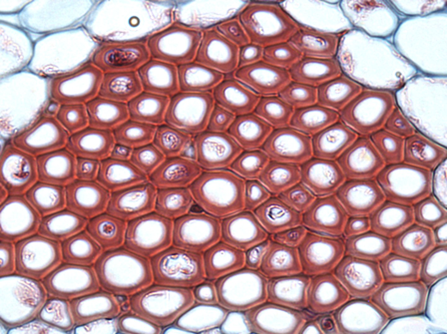 <p>sclerenchyma</p>