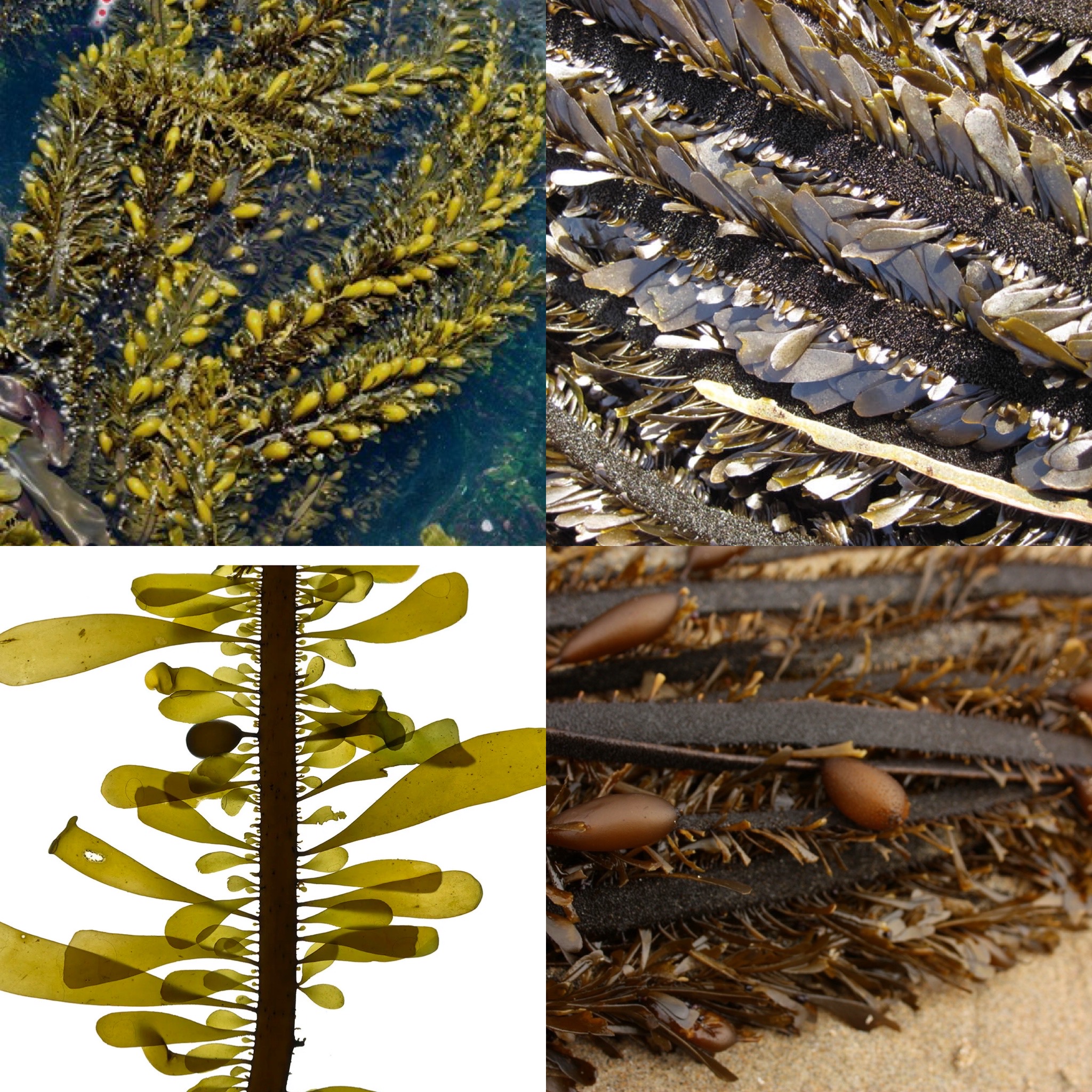 <p>Identify Domain, Major Clade, Kingdom? Clade, Group?, Genus?</p>