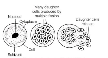 <p>what is this reproduction?</p>