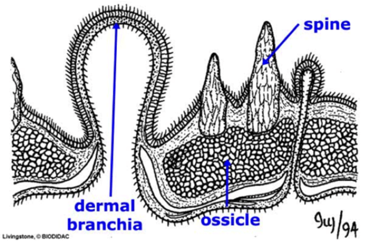 <p>skin gills</p>