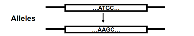 <p>Variations in DNA sequence (mutation)</p>
