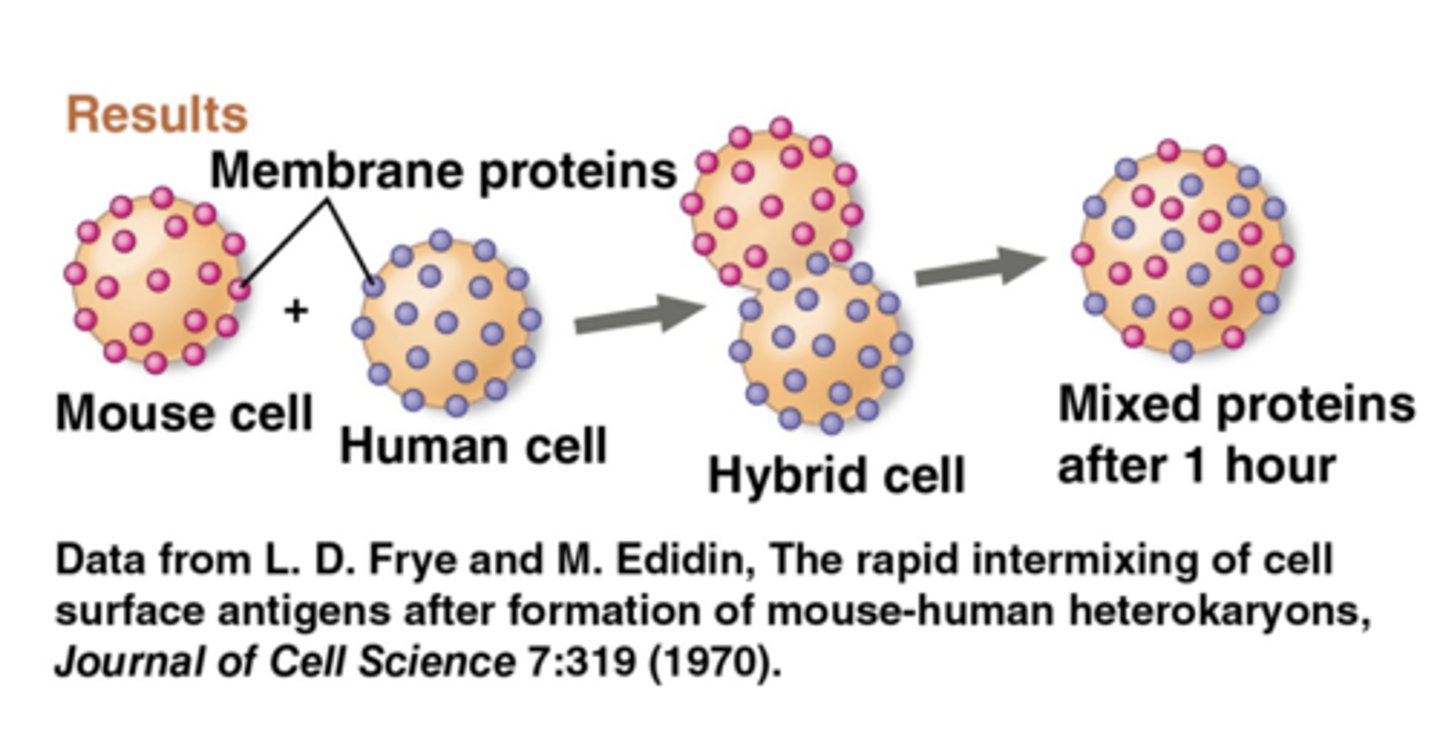 <p>fused mouse cell + human cell and watched what happened to proteins from each cell</p>