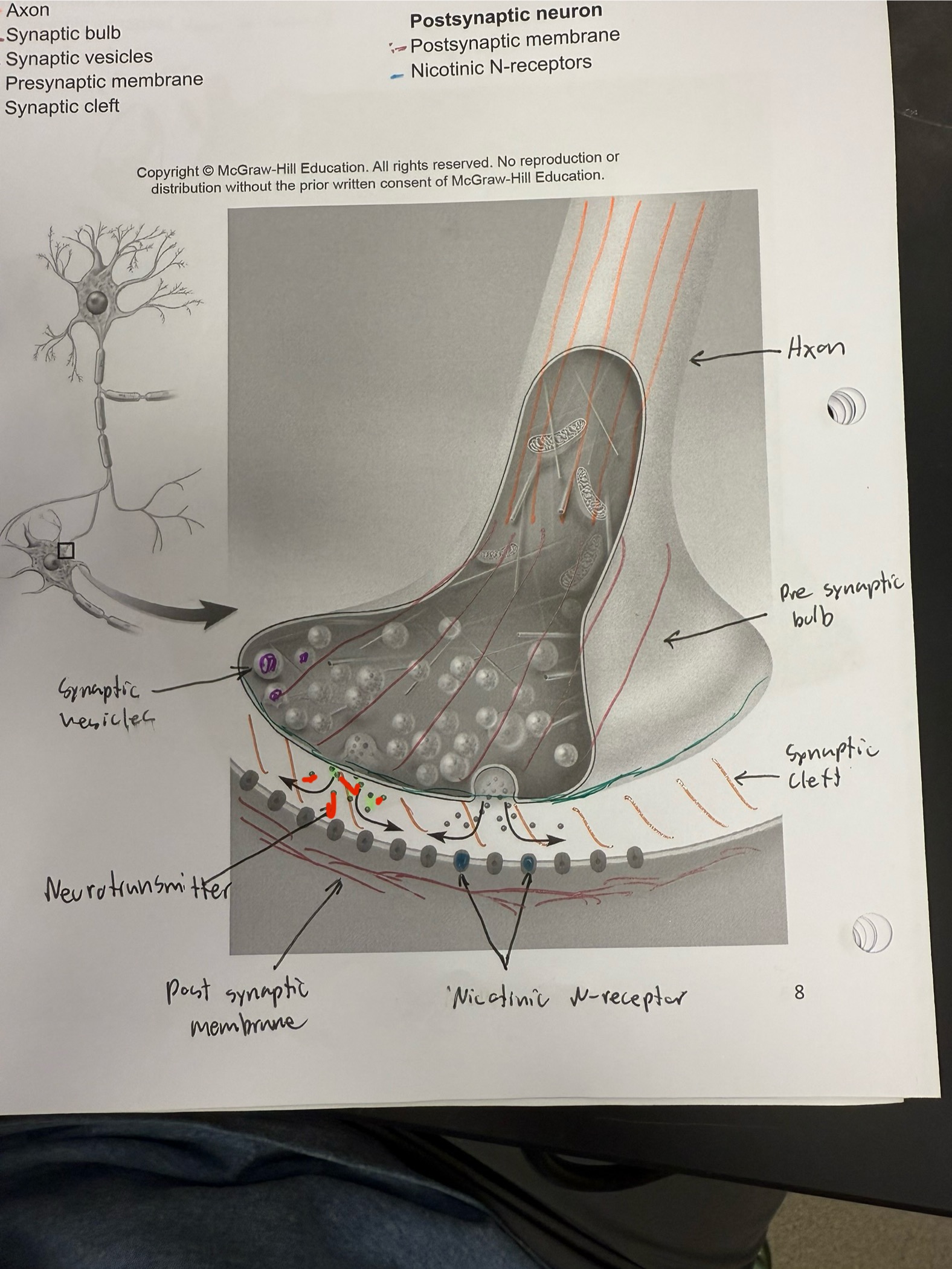 <ul><li><p>Messenger from neuron to muscle</p></li><li><p>Diffuses through the synaptic bulb and into the motor end plate</p></li></ul><p></p>