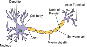 <p>the end of the axon— responsible for releasing neurotransmitters into the synaptic gap.</p>