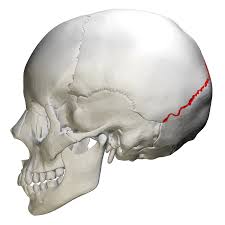 <p>Side View of Human Skull</p>