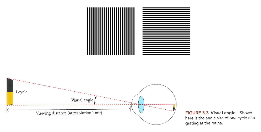<ul><li><p>contrast</p><ul><li><p>= verschil in luminantie tussen object &amp; achtergrond, of tussen lichtere &amp; donkerdere delen van hetzelfde object</p></li></ul></li><li><p>gezichtsscherpte</p><ul><li><p>= kleinste ruimtelijke detail dat kan worden waargenomen bij 100% contrast</p></li></ul></li></ul><p>→ op bepaald moment: strepen niet meer afhankelijk van elkaar te zien (staat in relatie tot gezichtsscherpte)</p><ul><li><p>kleinste visuele hoek waarmee we 1 cyclus kunnen waarnemen</p><ul><li><p>1 cyclus: 1 herhaling van een zwarte &amp; witte streep</p></li><li><p>visuele hoek: hoek die gevormd wordt door lijnen gaande van boven naar onder (of van links naar rechts, afhankelijk van oriëntatie van strepen) van 1 cyclus op de pagina, die door midden van lens gaan &amp; eindigen op netvlies</p><ul><li><p>onder ideale omstandigheden: onderscheiden wanneer 1 cyclus een hoek van ongeveer 0,017 graden (1 boogminuut) beslaat</p></li></ul></li></ul></li></ul><p>→ resolutiescherpte vertegenwoordigt een fundamentele spatiale beperking van het zicht:</p><ul><li><p>fijnste details met hoog contrast die kunnen worden waargenomen</p></li><li><p>limiet primair bepaald door afstand tussen fotoreceptoren in het netvlies</p></li></ul><p></p>