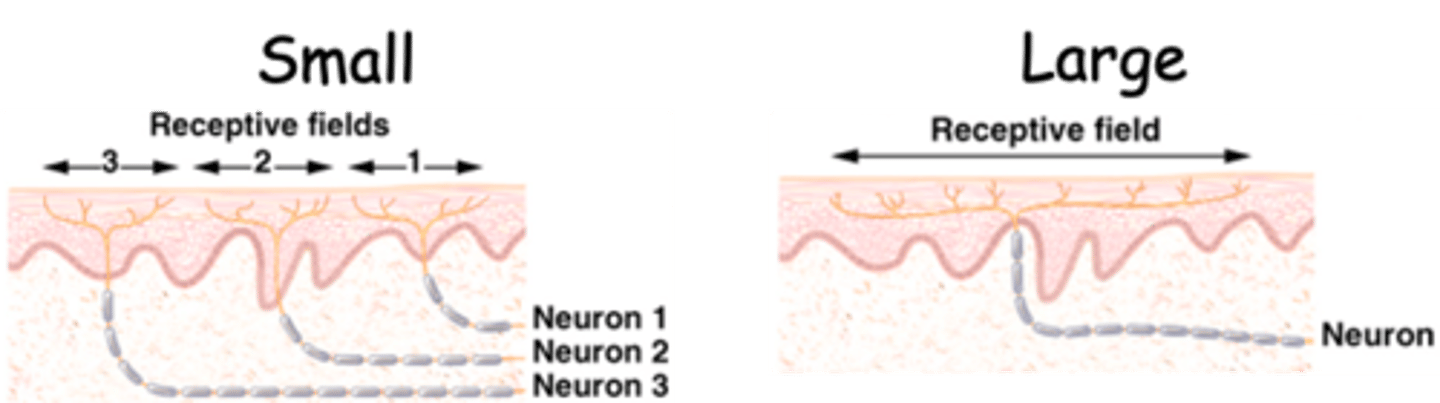 <p>In these regions, although the number of receptors (nerve endings) per unit area may be similar, the number of endings from different neurons is ________, therefore the amount of derived information is also __________</p><p>This results in a _________ number of axons per unit area being represented in the cortex</p>