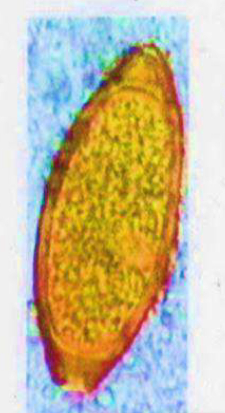 <p>Egg of?</p>