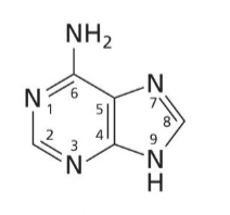 <p>Purine base with no O</p>