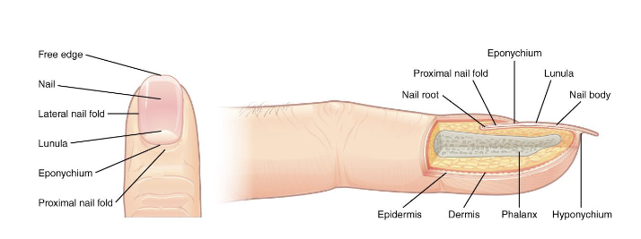 <p><strong>Nails </strong></p><ul><li><p>Made up of <strong>compacted</strong>, <strong>keratin</strong> <strong>filled</strong>, <strong>dead</strong> <strong>epithelial</strong> <strong>cells</strong> </p></li><li><p><strong>Protects</strong> the <strong>tips</strong> of <strong>fingers</strong> & <strong>toes</strong> and <strong>aids</strong> in the <strong>ability</strong> of <strong>scratching</strong>, <strong>digging</strong>, and <strong>defense</strong></p></li></ul><p></p>