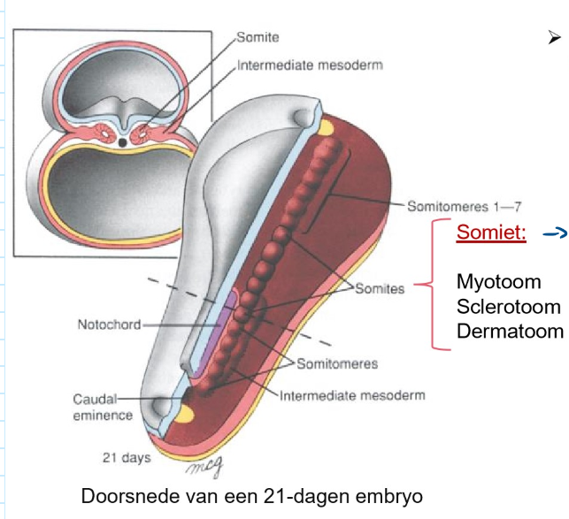 <ul><li><p>7 meest craniale somitomeren → worden nooit somieten</p></li><li><p>4 occipitale &amp; eerste 2 cervicale somitomeren → gedifferentieerd tot somieten</p></li><li><p>elke somiet bestaat uit:</p><ul><li><p>myotoom</p></li><li><p>sclerotoom</p></li><li><p>dermatoom</p></li></ul></li></ul><p></p>