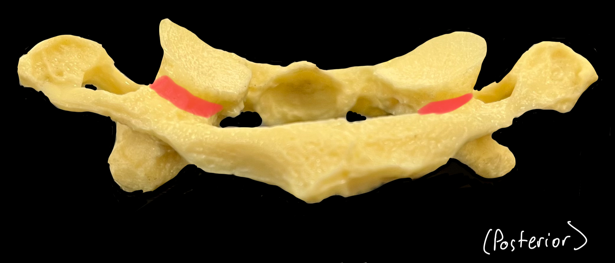 What is highlighted in red?