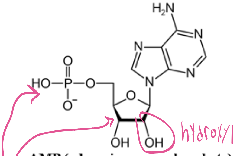 <p>ribose+adenine+phosphate. It plays a crucial role in energy transfer and signaling within cells. (Purine)</p>