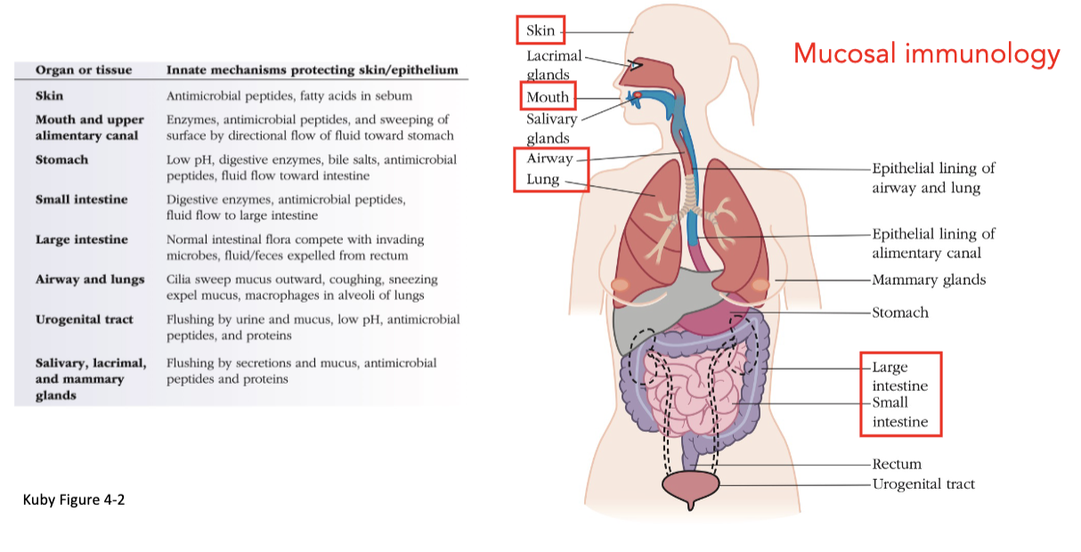 <p>skin, mouth, airway lung, large intestine, and small intestine</p>